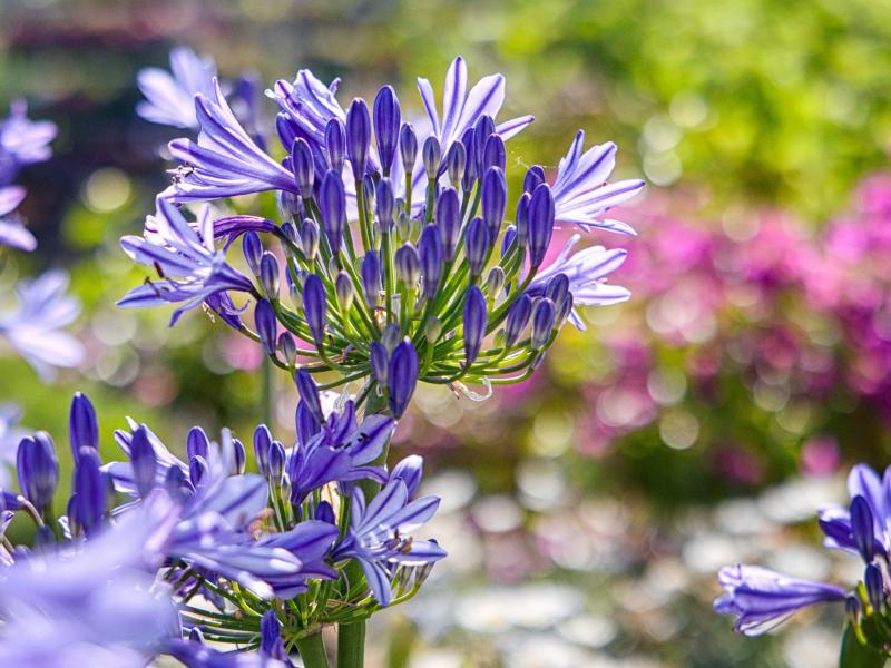 Agapanthus