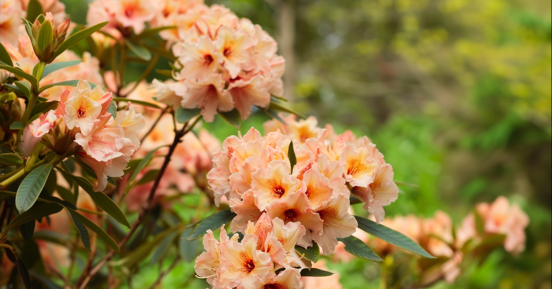 rhododendrony v prodeji