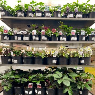 čerstvá dodávka čemeřic