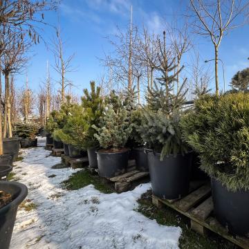 jehličnany v nabídce