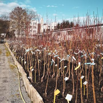 ovocné stromky prostokořenné
