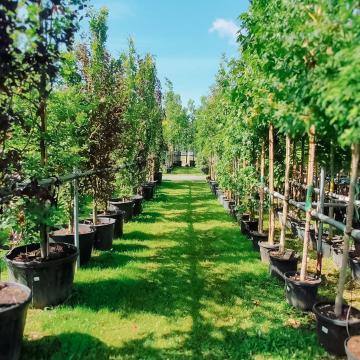 práce v zahradnictví