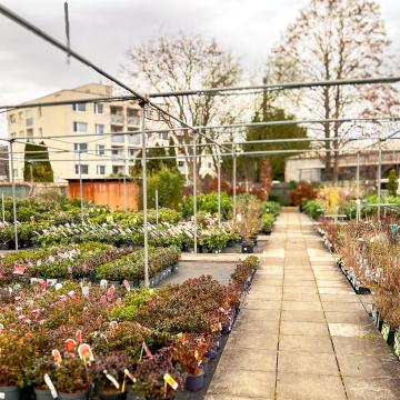 nabídka rhododendronů