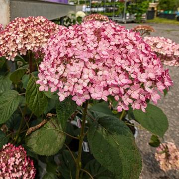 hortenzie Pink Anabelle