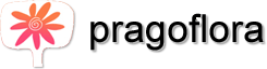 Pragoflora Logo